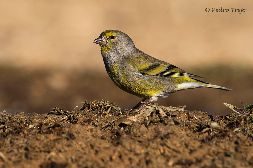 Verderon serrano (Carduelis citrinella)